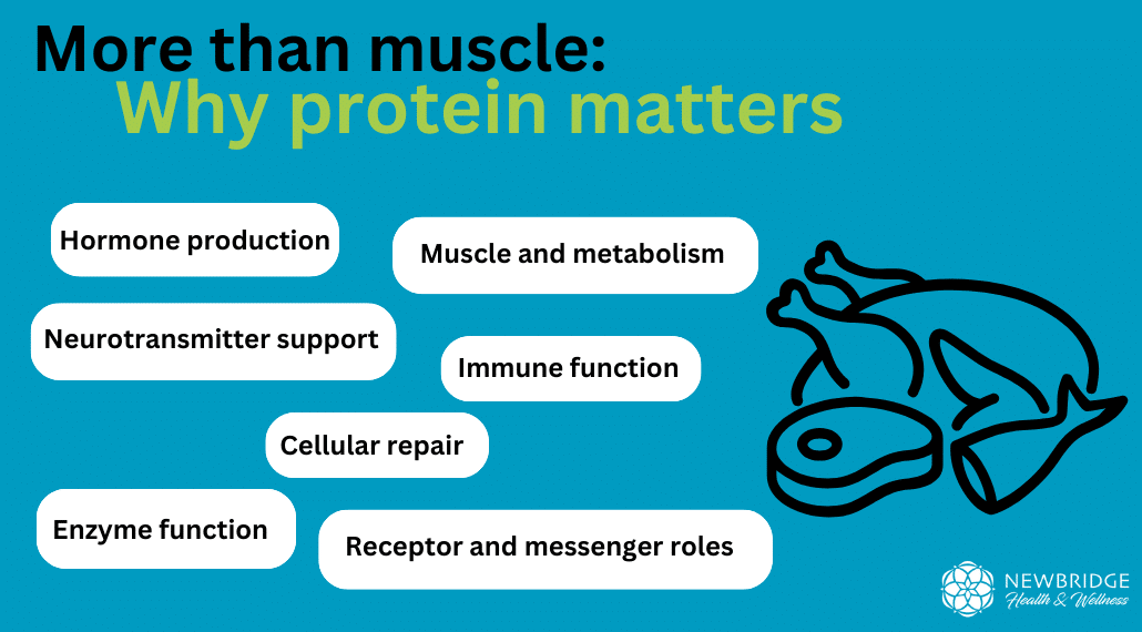 Infographic titled 'More than muscle: Why protein matters,' highlighting roles of protein like hormone production, muscle support, immune function, and cellular repair